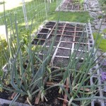 I planted these onions from seed last fall. They are like TREES, they are so thick and they are flowering... and they have not balled up on the bottom. Will they? Do I pull them now? 